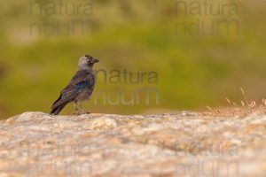 Photos of Western Jackdaw images (Coloeus monedula)