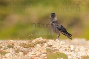 Photos of Western Jackdaw images (Coloeus monedula)