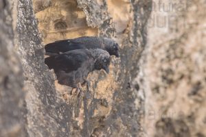 Photos of Western Jackdaw images (Coloeus monedula)