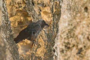 Photos of Western Jackdaw images (Coloeus monedula)