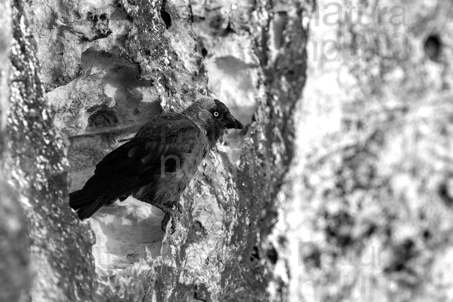 Foto di Taccola (Coloeus monedula)