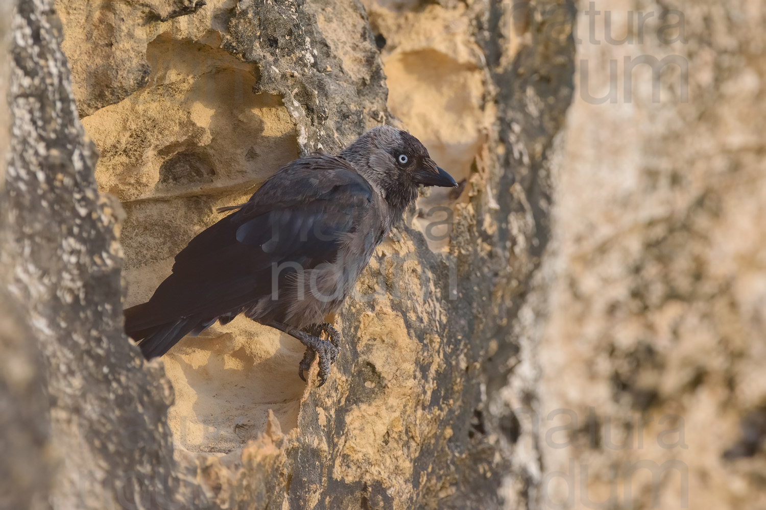 Foto di Taccola (Coloeus monedula)