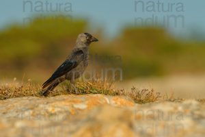 Photos of Western Jackdaw images (Coloeus monedula)