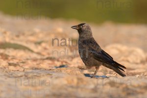 Photos of Western Jackdaw images (Coloeus monedula)