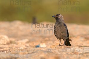 Photos of Western Jackdaw images (Coloeus monedula)