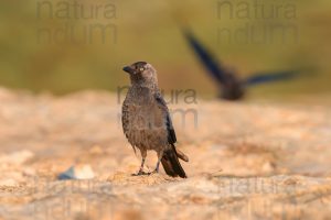 Photos of Western Jackdaw images (Coloeus monedula)