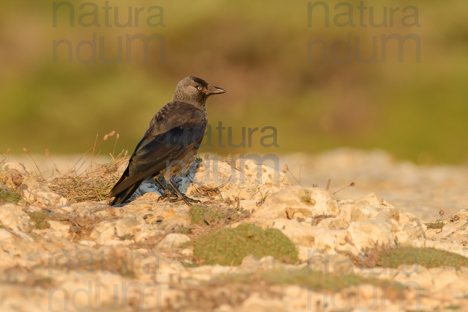 Foto di Taccola (Coloeus monedula)