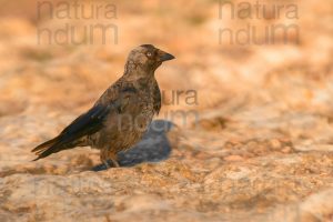 Photos of Western Jackdaw images (Coloeus monedula)