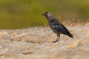 Foto di Taccola (Coloeus monedula)