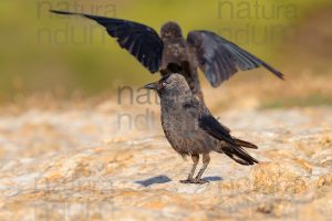 Photos of Western Jackdaw images (Coloeus monedula)