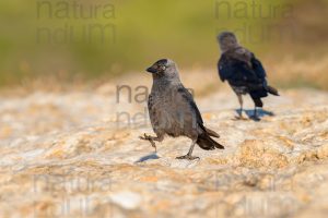 Photos of Western Jackdaw images (Coloeus monedula)