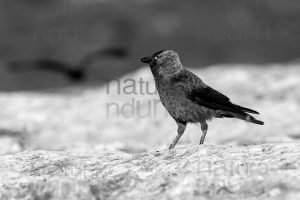 Photos of Western Jackdaw images (Coloeus monedula)