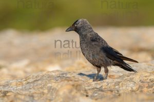 Photos of Western Jackdaw images (Coloeus monedula)