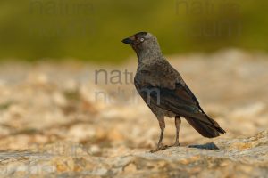 Foto di Taccola (Coloeus monedula)