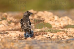 Photos of Western Jackdaw images (Coloeus monedula)