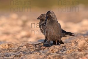 Photos of Western Jackdaw images (Coloeus monedula)