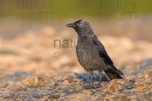 Photos of Western Jackdaw images (Coloeus monedula)