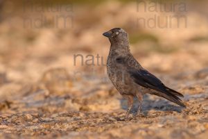 Photos of Western Jackdaw images (Coloeus monedula)