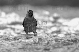 Photos of Western Jackdaw images (Coloeus monedula)