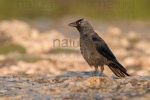 Photos of Western Jackdaw images (Coloeus monedula)