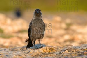 Photos of Western Jackdaw images (Coloeus monedula)