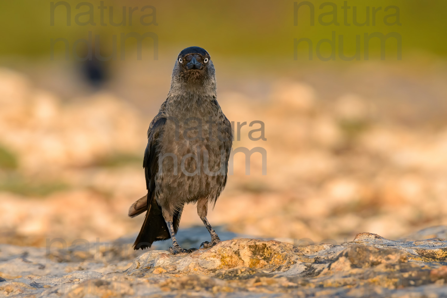 Foto di Taccola (Coloeus monedula)