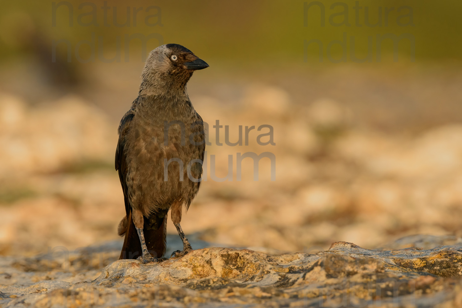 Foto di Taccola (Coloeus monedula)