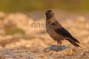 Photos of Western Jackdaw images (Coloeus monedula)