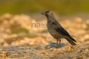 Photos of Western Jackdaw images (Coloeus monedula)