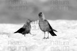 Photos of Western Jackdaw images (Coloeus monedula)