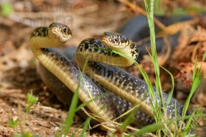 Foto di Biacco (Hierophis viridiflavus)