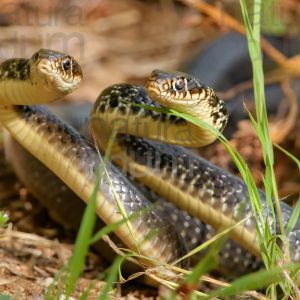 Photos of Western Whip Snake (Hierophis viridiflavus)