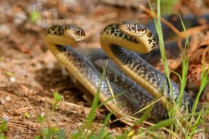 Foto di Biacco (Hierophis viridiflavus)