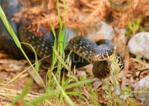 Foto di Biacco (Hierophis viridiflavus)