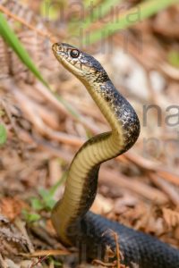 Foto di Biacco (Hierophis viridiflavus)