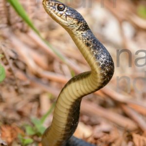 Photos of Western Whip Snake (Hierophis viridiflavus)