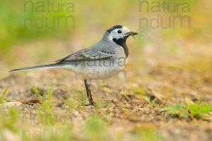 Foto di Ballerina bianca (Motacilla alba)