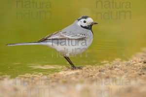 Foto di Ballerina bianca (Motacilla alba)