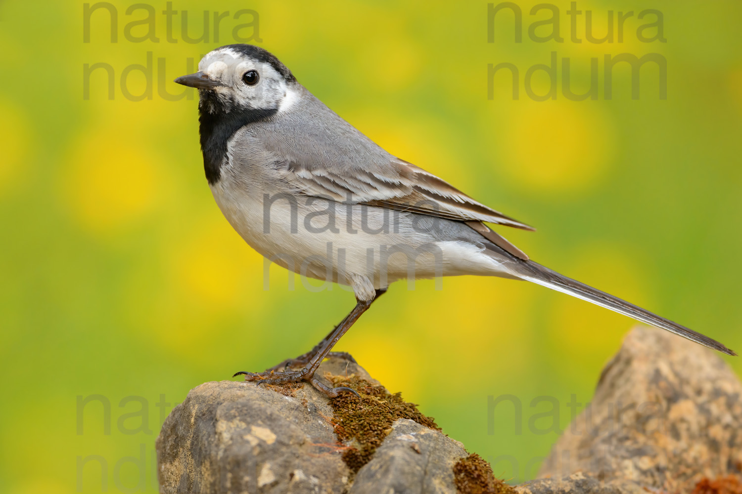 Photos of White Wagtail (Motacilla alba)