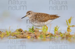 Foto di Piro piro boschereccio (Tringa glareola)