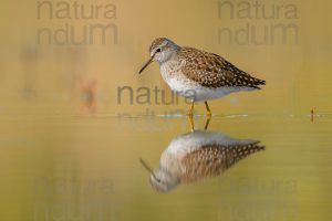 Photos of Wood Sandpiper (Tringa glareola)