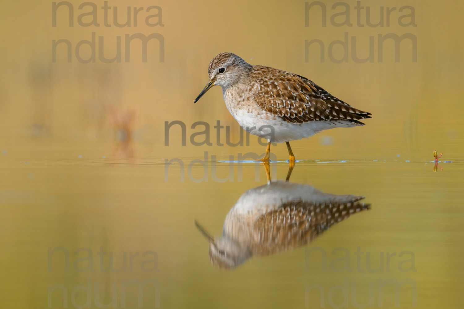 Foto di Piro piro boschereccio (Tringa glareola)