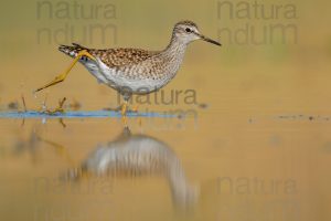 Photos of Wood Sandpiper (Tringa glareola)