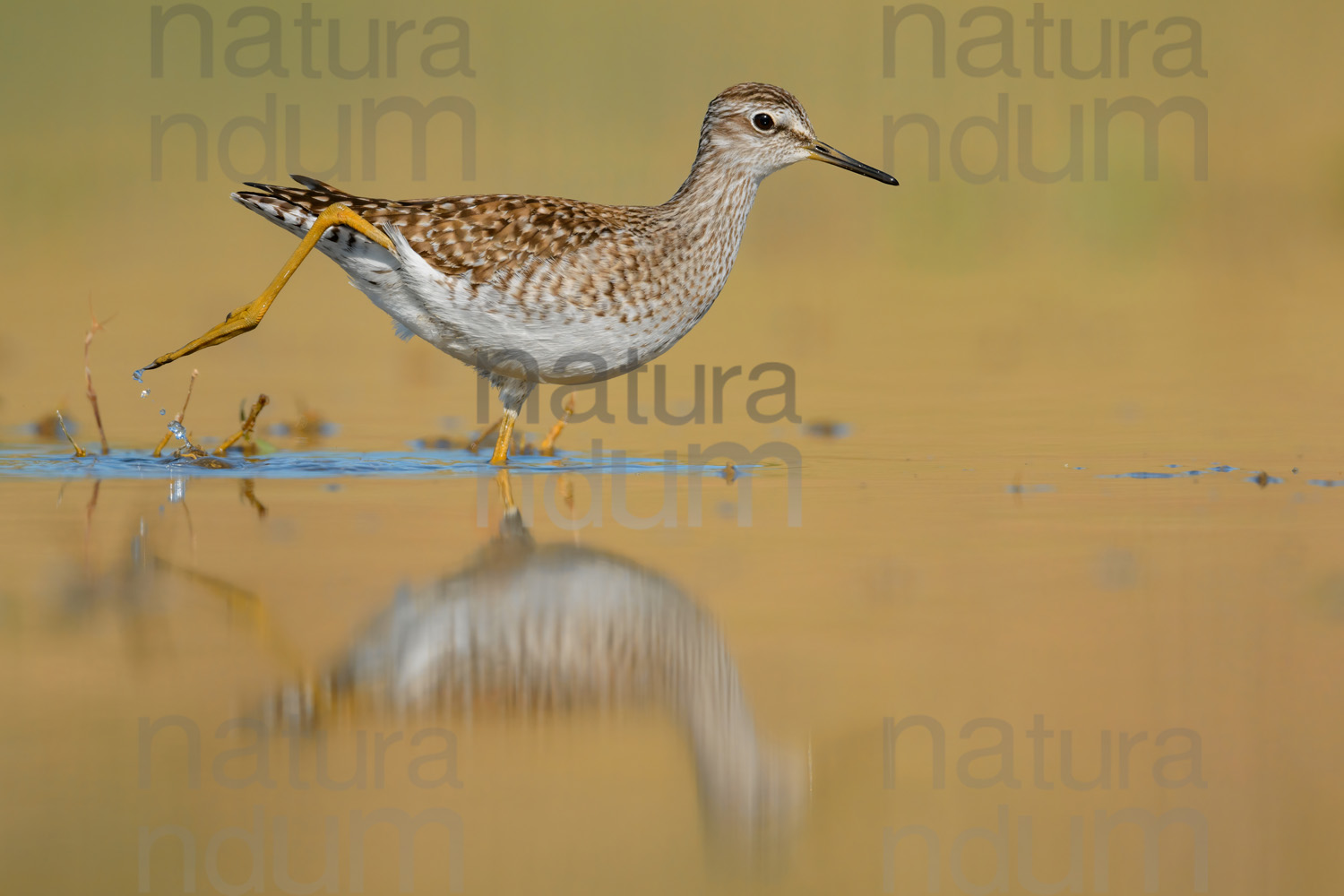 Foto di Piro piro boschereccio (Tringa glareola)