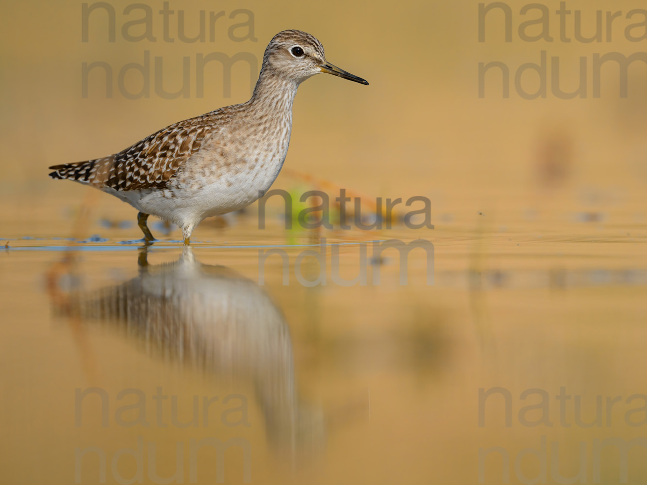 Photos of Wood Sandpiper (Tringa glareola)