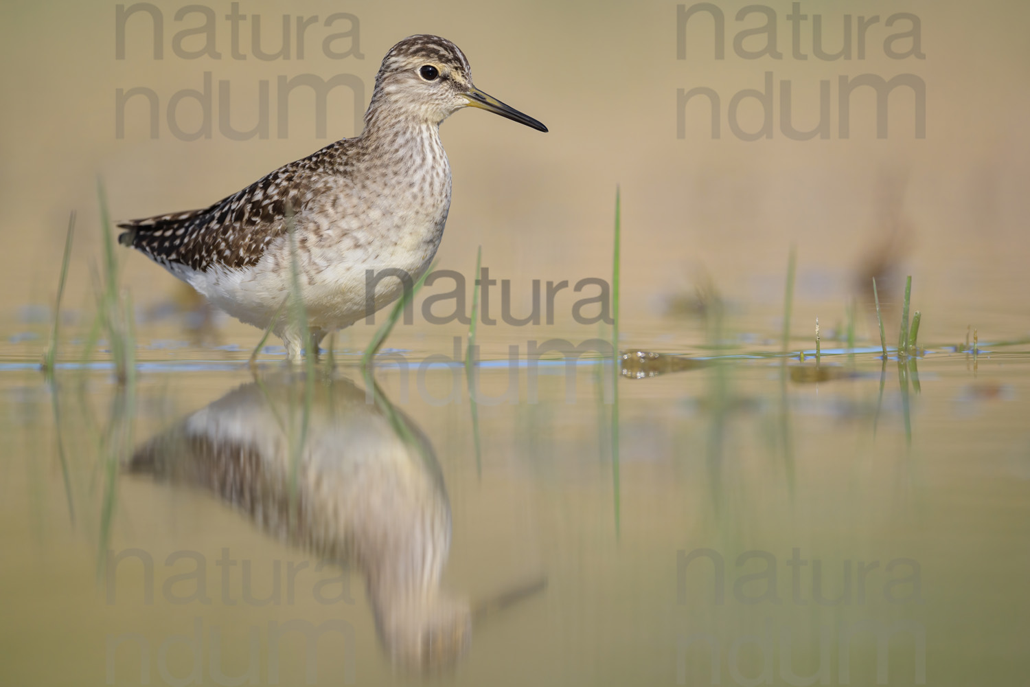 Photos of Wood Sandpiper (Tringa glareola)