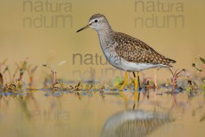 Photos of Wood Sandpiper (Tringa glareola)