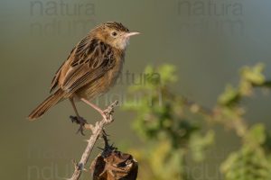 Foto di Beccamoschino (Cisticola juncidis)