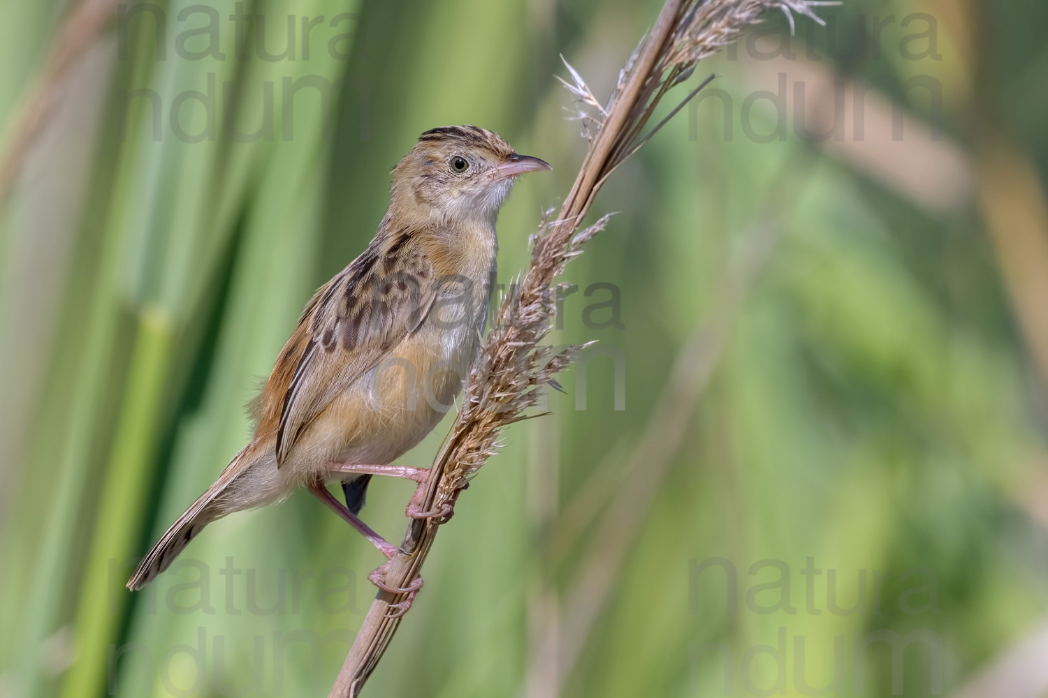 Photos of Zitting Cisticola (Cisticola juncidis)