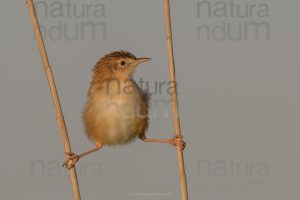 Foto di Beccamoschino (Cisticola juncidis)